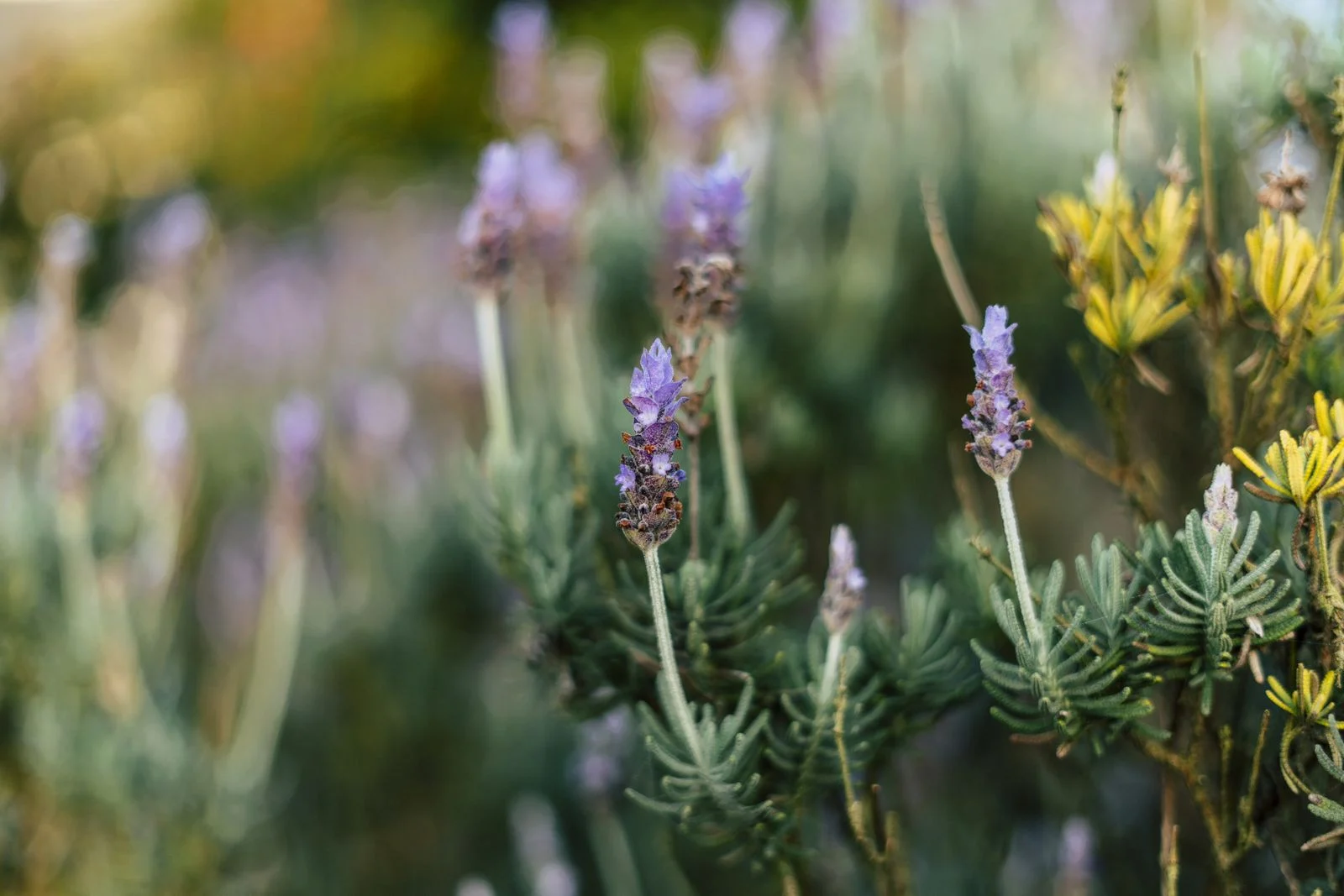Landscaping inspiration photographed in New Zealand